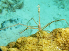 44 Yellowline Arrow Crab IMG 4117